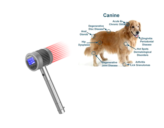 Thérapie laser basse intensité sans douleurBasse intensité sans douleur thérapie au laser gestion de la douleur vétérinaire à domicile et    gestion vétérinaire de la douleur à domicile