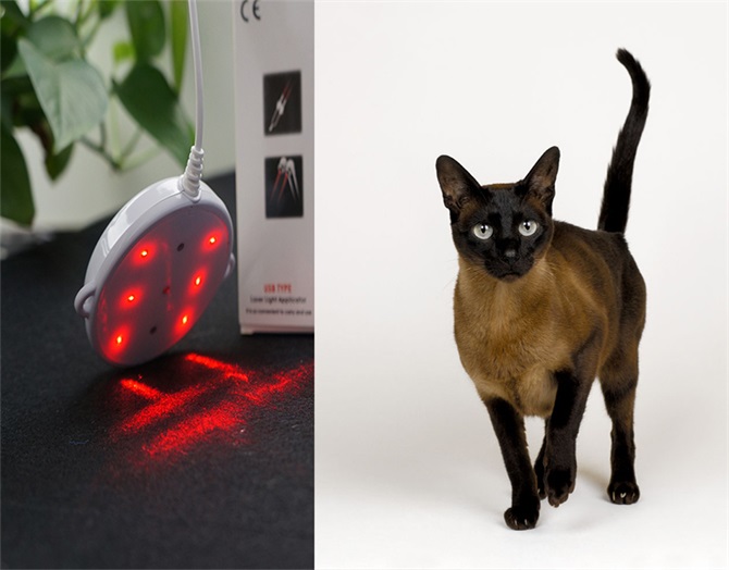 Électrique Médical Soulagement de la Douleur Portable Physique      Appareil de thérapie au laser pour animaux